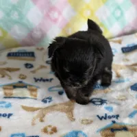 6, a male Pomeranian and Yorkshire Terrier for sale in Port Saint Lucie, FL – Photo 2 of 10