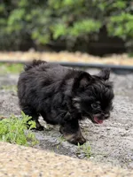 6, a male Pomeranian and Yorkshire Terrier for sale in Port Saint Lucie, FL – Photo 4 of 8