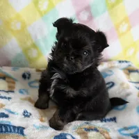 6, a male Pomeranian and Yorkshire Terrier for sale in Port Saint Lucie, FL – Photo 1 of 10