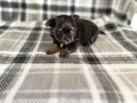 6, a male Pomeranian and Yorkshire Terrier for sale in Port Saint Lucie, FL – Photo 6 of 9