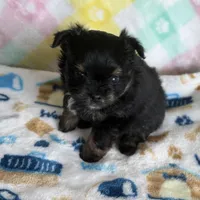 6, a male Pomeranian and Yorkshire Terrier for sale in Port Saint Lucie, FL – Photo 3 of 10