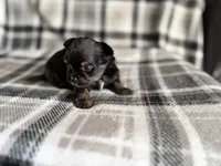 6, a male Pomeranian and Yorkshire Terrier for sale in Port Saint Lucie, FL – Photo 4 of 9