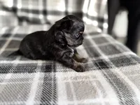 6, a male Pomeranian and Yorkshire Terrier for sale in Port Saint Lucie, FL – Photo 8 of 9