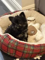 6, a male Pomeranian and Yorkshire Terrier for sale in Port Saint Lucie, FL – Photo 2 of 8