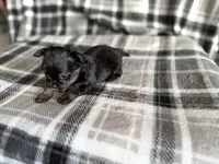 6, a male Pomeranian and Yorkshire Terrier for sale in Port Saint Lucie, FL – Photo 9 of 9