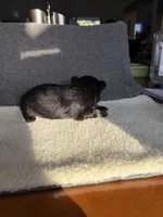 6, a male Yorkshire Terrier for sale in Port Saint Lucie, FL – Photo 9 of 10