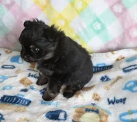 6, a male Pomeranian and Yorkshire Terrier for sale in Port Saint Lucie, FL – Photo 10 of 10