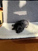 6, a male Yorkshire Terrier for sale in Port Saint Lucie, FL – Photo 1 of 10