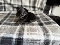 6, a male Pomeranian and Yorkshire Terrier for sale in Port Saint Lucie, FL – Photo 5 of 9