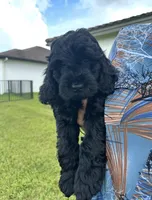 Darla, a female Cockapoo and Goldendoodle for sale in Immokalee, FL – 4 of 10