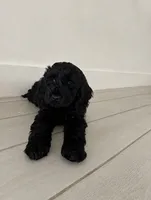 Darla, a female Cockapoo and Goldendoodle for sale in Immokalee, FL – 2 of 10
