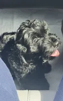 Darla, a female Cockapoo and Goldendoodle for sale in Immokalee, FL – 5 of 10