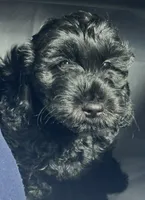 Darla, a female Cockapoo and Goldendoodle for sale in Immokalee, FL – 7 of 10