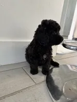 Mia, a female Cockapoo and Goldendoodle for sale in Immokalee, FL – 3 of 5