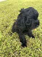 Darla, a female Cockapoo and Goldendoodle for sale in Immokalee, FL – 3 of 10