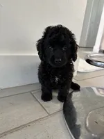 Mia, a female Cockapoo and Goldendoodle for sale in Immokalee, FL – 2 of 5