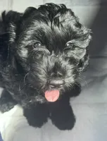 Darla, a female Cockapoo and Goldendoodle for sale in Immokalee, FL – 8 of 10