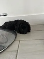 Mia, a female Cockapoo and Goldendoodle for sale in Immokalee, FL – 5 of 5