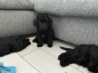 Mia, a female Cockapoo and Goldendoodle for sale in Immokalee, FL – 4 of 5