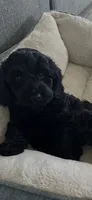 Darla, a female Cockapoo and Goldendoodle for sale in Immokalee, FL – 10 of 10