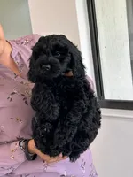 Darla, a female Cockapoo and Goldendoodle for sale in Immokalee, FL – 1 of 10