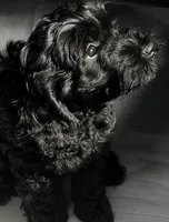 Darla, a female Cockapoo and Goldendoodle for sale in Immokalee, FL – 6 of 10