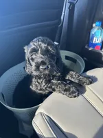 Darla, a female Cockapoo and Goldendoodle for sale in Immokalee, FL – 9 of 10