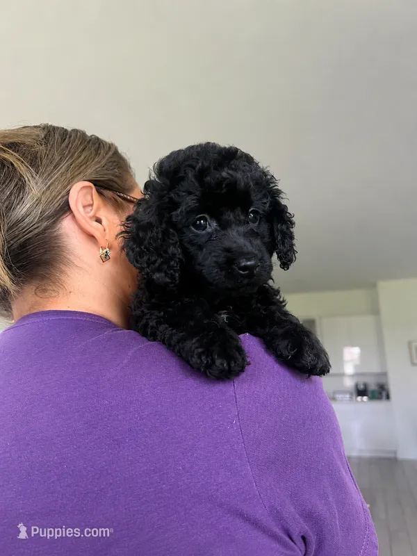 Mia – Cockapoo, Goldendoodle puppy for sale in Immokalee, FL
