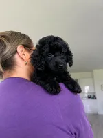 Mia, a female Cockapoo and Goldendoodle for sale in Immokalee, FL – 1 of 5
