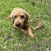 Light Red Male Toy Poodle , a male Poodle - Toy  for sale in Live Oak, FL – 2 of 4