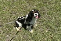 Handsome !, a male Cavalier King Charles Spaniel for sale in Live Oak, FL – 6 of 8