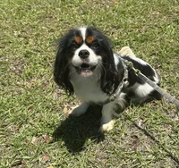 Handsome !, a male Cavalier King Charles Spaniel for sale in Live Oak, FL – 2 of 8