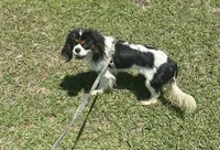 Handsome !, a male Cavalier King Charles Spaniel for sale in Live Oak, FL – 3 of 8