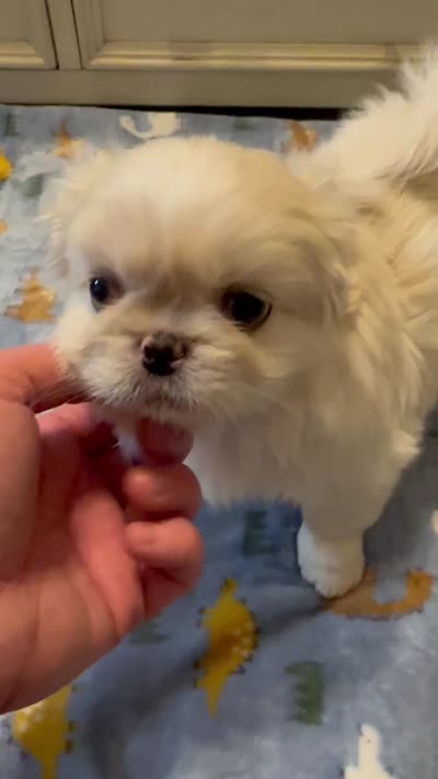 Beautiful Female ! Reduced!, a female Shihpoo for sale in Live Oak, FL – 7 of 7