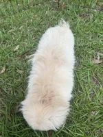 Beautiful Pekingese Female Puppy !, a female Pekingese for sale in Live Oak, FL – 6 of 6