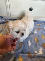 Beautiful Female ! Reduced!, a female Shihpoo for sale in Live Oak, FL – 2 of 7