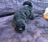 REDUCED! TOY CAVAPOO !, a male Cavapoo for sale in Live Oak, FL – 5 of 5