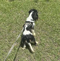 Handsome !, a male Cavalier King Charles Spaniel for sale in Live Oak, FL – 7 of 8