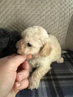 REDUCED! TOY SIZE, a female Maltipoo for sale in Live Oak, FL – Photo 4 of 5