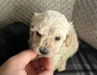 REDUCED! TOY SIZE, a female Maltipoo for sale in Live Oak, FL – Photo 1 of 5