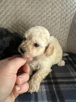 REDUCED! TOY SIZE, a female Maltipoo for sale in Live Oak, FL – Photo 3 of 5