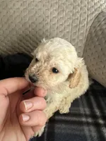 REDUCED! TOY SIZE, a female Maltipoo for sale in Live Oak, FL – Photo 5 of 5