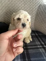 REDUCED! TOY SIZE, a female Maltipoo for sale in Live Oak, FL – Photo 2 of 5