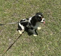 Handsome !, a male Cavalier King Charles Spaniel for sale in Live Oak, FL – 8 of 8