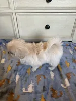 Beautiful Female ! Reduced!, a female Shihpoo for sale in Live Oak, FL – 5 of 7