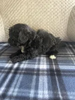 REDUCED! TOY SIZE, a male Maltipoo for sale in Live Oak, FL – Photo 7 of 7