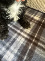 REDUCED! TOY SIZE, a male Maltipoo for sale in Live Oak, FL – Photo 6 of 7