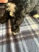 REDUCED! TOY SIZE, a male Maltipoo for sale in Live Oak, FL – Photo 2 of 7