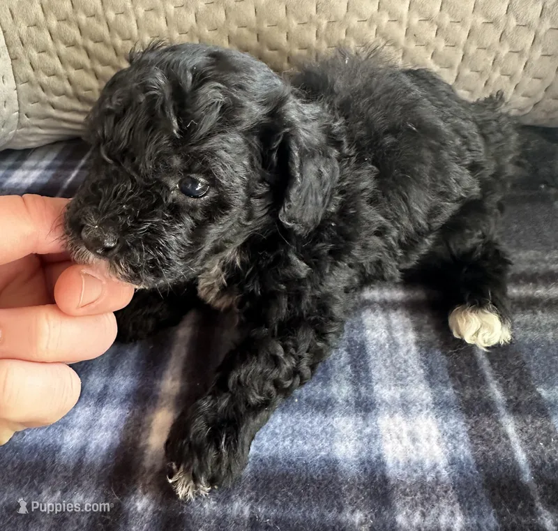REDUCED! TOY SIZE – Maltipoo puppy for sale in Live Oak, FL