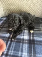 REDUCED! TOY SIZE, a male Maltipoo for sale in Live Oak, FL – Photo 3 of 7